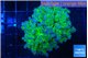 Euphyllia paradivisa green purple 4-7 cm WYSIWYG acclimaté
