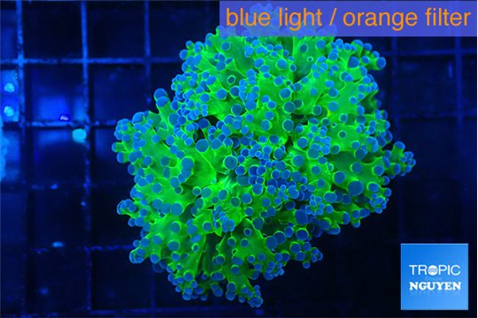 Euphyllia paradivisa green purple 4-7 cm WYSIWYG acclimaté