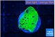 Montipora green 1-2 cm WYSIWYG acclimaté