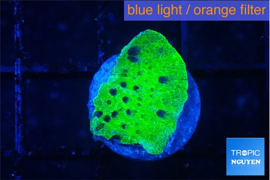 Montipora green 1-2 cm WYSIWYG acclimaté