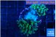 Euphyllia paradivisa green sunset 3-6 cm WYSIWYG acclimaté