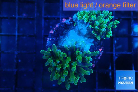 Euphyllia paradivisa green sunset 3-6 cm WYSIWYG acclimaté