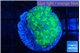 Euphyllia paraancora tango punch 3-5 cm WYSIWYG acclimaté