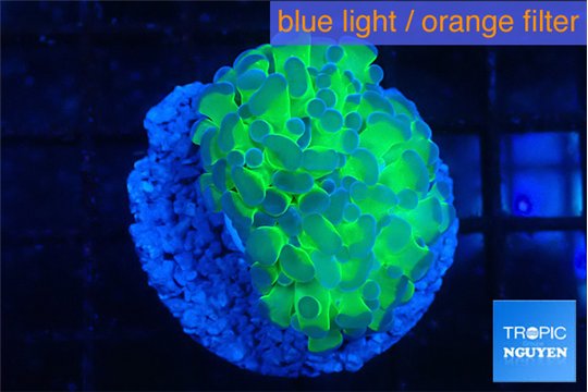 Euphyllia paraancora tango punch 3-5 cm WYSIWYG acclimaté
