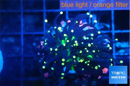 Euphyllia glabrescens joker golden tip 3-6 cm WYSIWYG acclimaté