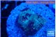 Favia purple blue 1-2 cm WYSIWYG acclimaté