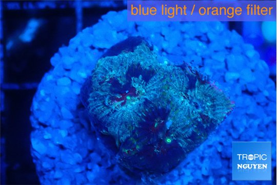 Favia purple blue 1-2 cm WYSIWYG acclimaté