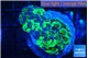 Euphyllia paraancora reverse green 3-6 cm WYSIWYG acclimaté