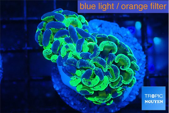 Euphyllia paraancora reverse green 3-6 cm WYSIWYG acclimaté