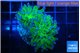 Euphyllia paradivisa green purple 4-7 cm WYSIWYG acclimaté