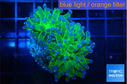 Euphyllia paradivisa green purple 4-7 cm WYSIWYG acclimaté