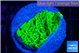 Montipora green 2-3 cm WYSIWYG acclimaté