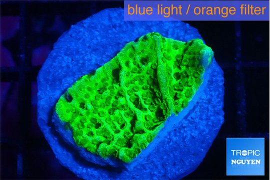 Montipora green 2-3 cm WYSIWYG acclimaté
