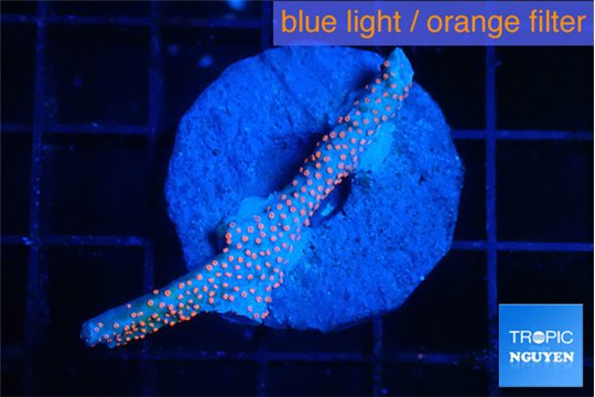 Montipora red fire forest 2-4 cm WYSIWYG acclimaté