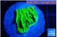 Montipora green 2-3 cm WYSIWYG acclimaté