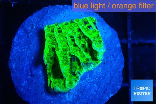 Montipora green 2-3 cm WYSIWYG acclimaté
