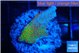 Montipora red fire forest 2-3 cm WYSIWYG acclimaté
