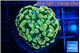 Euphyllia paraancora electro 3-5 cm WYSIWYG acclimaté
