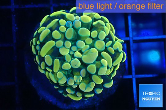 Euphyllia paraancora electro 3-5 cm WYSIWYG acclimaté