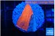 Montipora red cap 1-2 cm WYSIWYG acclimaté