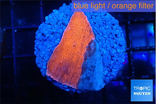 Montipora red cap 1-2 cm WYSIWYG acclimaté