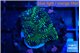 Favia green monster 2-3 cm WYSIWYG acclimaté