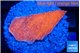 Montipora red cap 2-3 cm WYSIWYG acclimaté