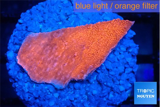 Montipora red cap 2-3 cm WYSIWYG acclimaté