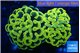 Euphyllia paraancora electro 4-7 cm WYSIWYG acclimaté