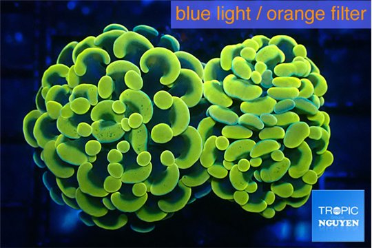 Euphyllia paraancora electro 4-7 cm WYSIWYG acclimaté