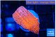 Montipora red cap 1-2 cm WYSIWYG acclimaté