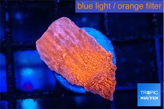 Montipora red cap 1-2 cm WYSIWYG acclimaté