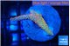 Montipora red fire forest 2-3 cm WYSIWYG acclimaté