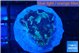 Favia purple blue 2 cm WYSIWYG acclimaté