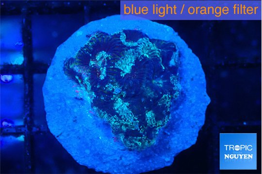 Favia purple blue 2 cm WYSIWYG acclimaté