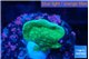 Pavona cactus green 2-3 cm WYSIWYG acclimaté