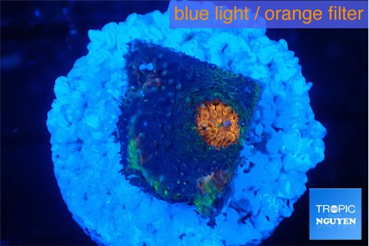 Acanthastrea eruption 2 cm WYSIWYG acclimaté