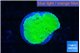 Montipora green cap 1-2 cm WYSIWYG acclimaté