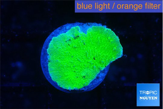 Montipora green cap 1-2 cm WYSIWYG acclimaté