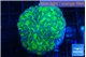 Euphyllia paraancora tango punch 3-5 cm WYSIWYG acclimaté