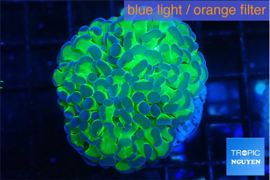 Euphyllia paraancora tango punch 3-5 cm WYSIWYG acclimaté