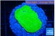 Montipora green cap 2-3 cm WYSIWYG acclimaté