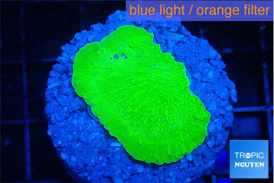 Montipora green cap 2-3 cm WYSIWYG acclimaté