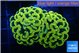 Euphyllia paraancora electro 4-7 cm WYSIWYG acclimaté