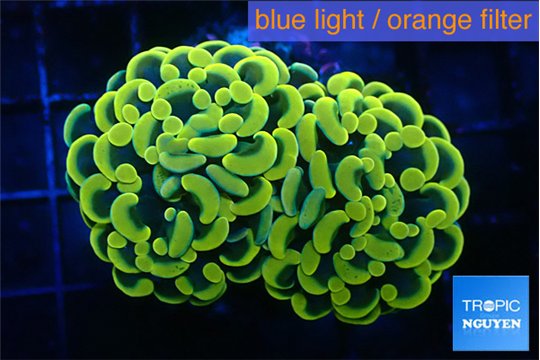 Euphyllia paraancora electro 4-7 cm WYSIWYG acclimaté