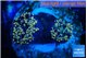 Euphyllia paradivisa green gold 3-6 cm WYSIWYG acclimaté