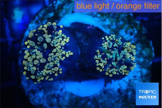 Euphyllia paradivisa green gold 3-6 cm WYSIWYG acclimaté