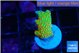 Montipora red fire forest 1-2 cm WYSIWYG acclimaté