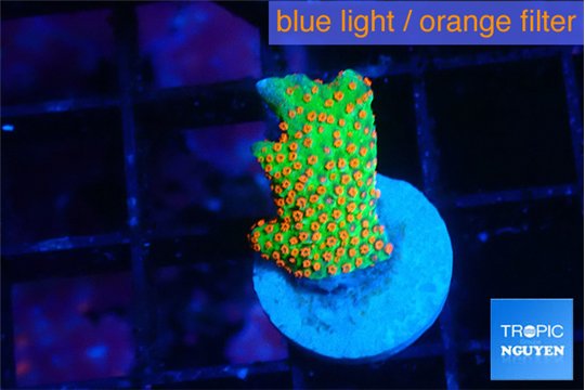 Montipora red fire forest 1-2 cm WYSIWYG acclimaté