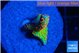Montipora red fire forest 1-2 cm WYSIWYG acclimaté